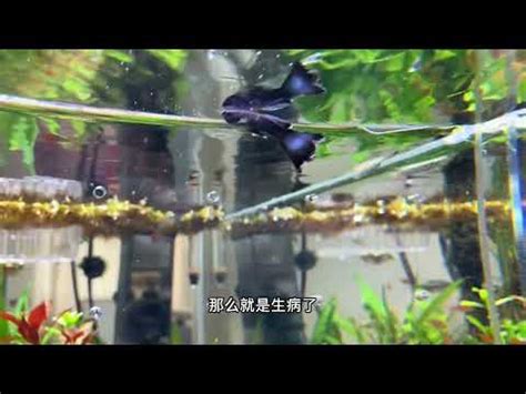 魚缸魚一直死|揭密！為什麼養魚一直死的真相